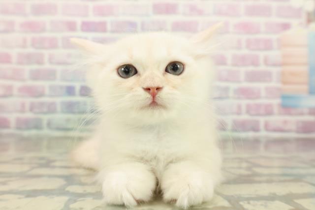 山形県のマンチカン (Coo&RIKUイオンタウン酒田店/2025年10月23日生まれ/男の子/クリームタビーホワイト)の子猫の1枚目の画像