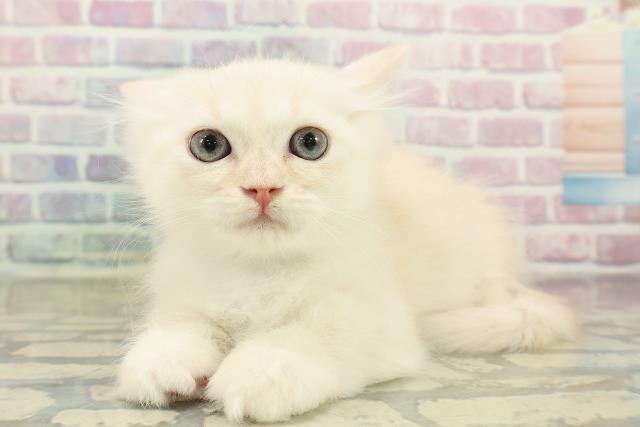 山形県のマンチカン (Coo&RIKUイオンタウン酒田店/2025年10月23日生まれ/男の子/クリームタビーホワイト)の子猫の2枚目の画像