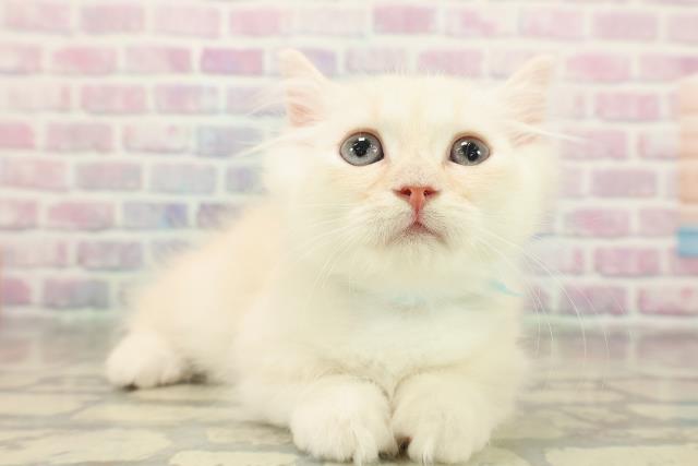 山形県のマンチカン (Coo&RIKUイオンタウン酒田店/2025年10月23日生まれ/男の子/クリームタビーホワイト)の子猫の3枚目の画像