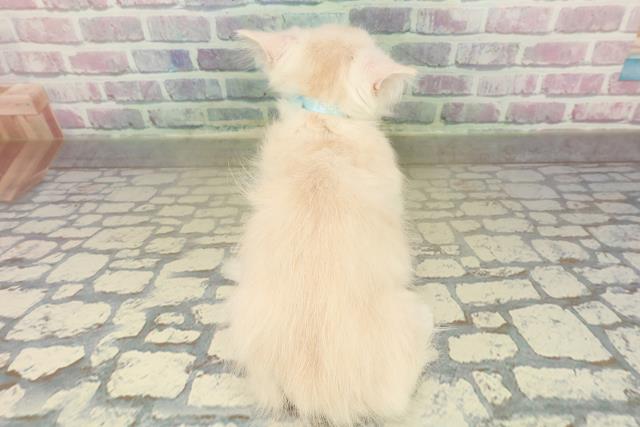 山形県のマンチカン (Coo&RIKUイオンタウン酒田店/2025年10月23日生まれ/男の子/クリームタビーホワイト)の子猫の4枚目の画像