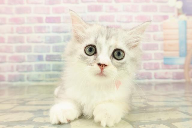 青森県のマンチカン (Coo&RIKU八戸店/2025年10月23日生まれ/女の子/シルバーパッチドタビーホワイト)の子猫の1枚目の画像