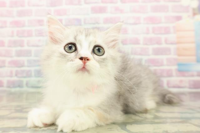 青森県のマンチカン (Coo&RIKU八戸店/2025年10月23日生まれ/女の子/シルバーパッチドタビーホワイト)の子猫の2枚目の画像