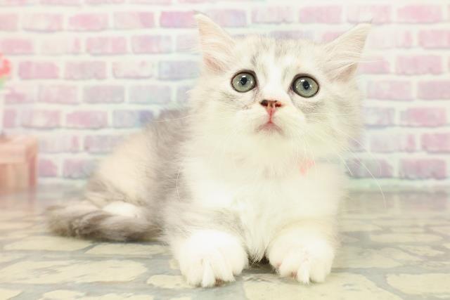 青森県のマンチカン (Coo&RIKU八戸店/2025年10月23日生まれ/女の子/シルバーパッチドタビーホワイト)の子猫の3枚目の画像