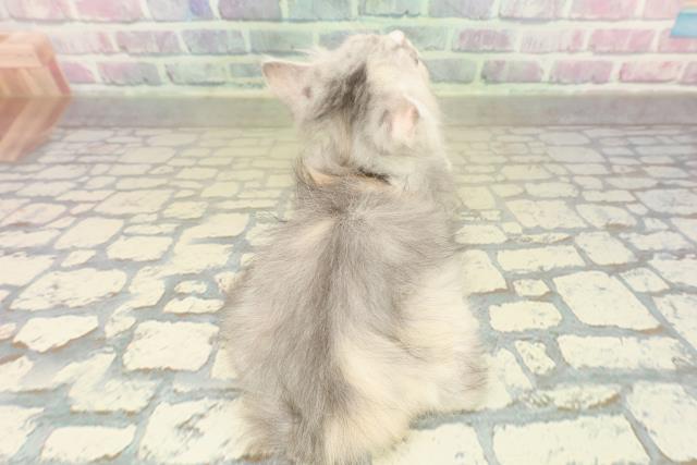 青森県のマンチカン (Coo&RIKU八戸店/2025年10月23日生まれ/女の子/シルバーパッチドタビーホワイト)の子猫の4枚目の画像