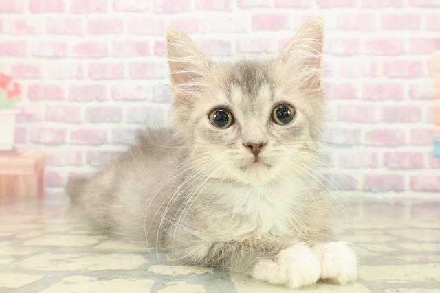 埼玉県のラガマフィン (Coo&RIKUヤオコー幸手店/2025年10月1日生まれ/男の子/ブルータビーホワイト)の子猫の3枚目の画像