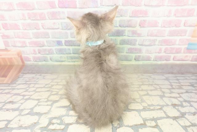 埼玉県のラガマフィン (Coo&RIKUヤオコー幸手店/2025年10月1日生まれ/男の子/ブルータビーホワイト)の子猫の4枚目の画像