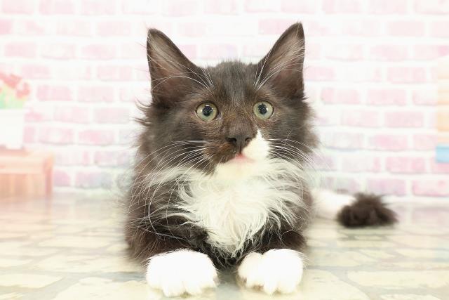 埼玉県のサイベリアン (Coo&RIKUヤオコー幸手店/2025年10月18日生まれ/男の子/ブラックホワイト)の子猫の1枚目の画像