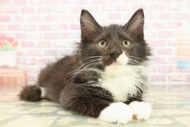 埼玉県のサイベリアン (Coo&RIKUヤオコー幸手店/2025年10月18日生まれ/男の子/ブラックホワイト)の子猫の3枚目の画像