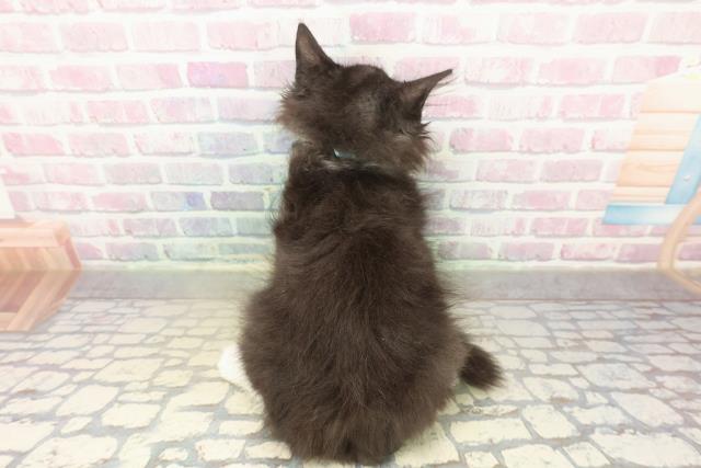 埼玉県のサイベリアン (Coo&RIKUヤオコー幸手店/2025年10月18日生まれ/男の子/ブラックホワイト)の子猫の4枚目の画像