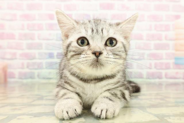 埼玉県のアメリカンショートヘアー (Coo&RIKUヤオコー幸手店/2025年10月11日生まれ/女の子/シルバークラシックタビー)の子猫の1枚目の画像
