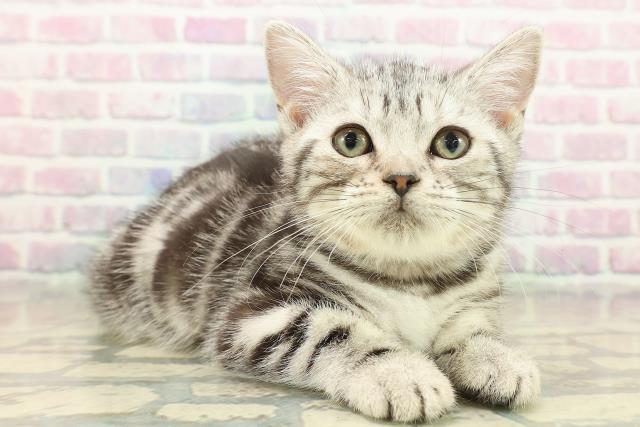 埼玉県のアメリカンショートヘアー (Coo&RIKUヤオコー幸手店/2025年10月11日生まれ/女の子/シルバークラシックタビー)の子猫の3枚目の画像