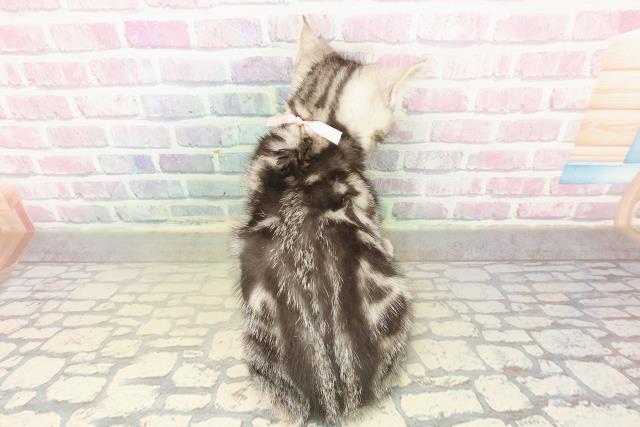 埼玉県のアメリカンショートヘアー (Coo&RIKUヤオコー幸手店/2025年10月11日生まれ/女の子/シルバークラシックタビー)の子猫の4枚目の画像