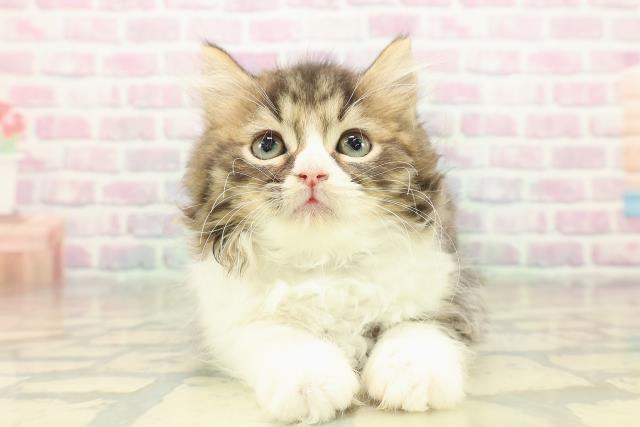 新潟県のラガマフィン (Coo&RIKU長岡店/2025年10月20日生まれ/男の子/ブラウンタビーホワイト)の子猫の1枚目の画像