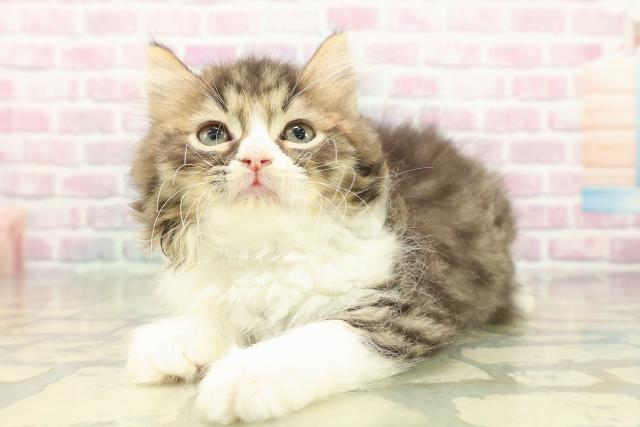 新潟県のラガマフィン (Coo&RIKU長岡店/2025年10月20日生まれ/男の子/ブラウンタビーホワイト)の子猫の2枚目の画像