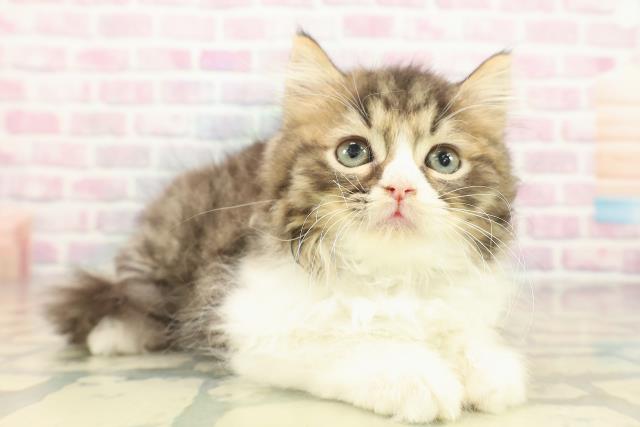 新潟県のラガマフィン (Coo&RIKU長岡店/2025年10月20日生まれ/男の子/ブラウンタビーホワイト)の子猫の3枚目の画像