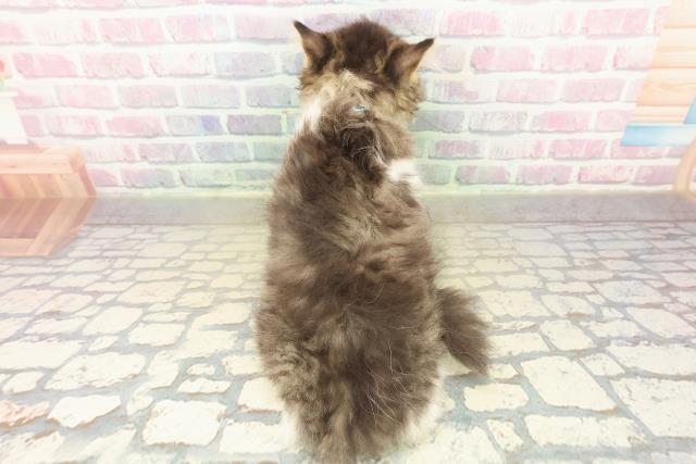 新潟県のラガマフィン (Coo&RIKU長岡店/2025年10月20日生まれ/男の子/ブラウンタビーホワイト)の子猫の4枚目の画像