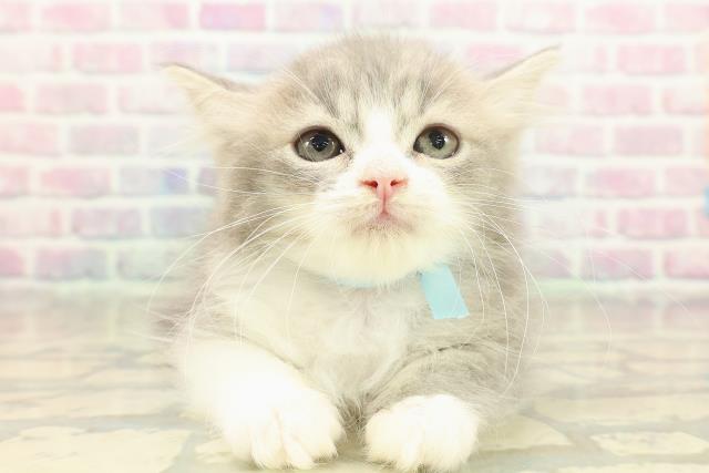 北海道のラガマフィン (Coo&RIKU北見店/2025年10月20日生まれ/男の子/ブルータビーホワイト)の子猫の1枚目の画像