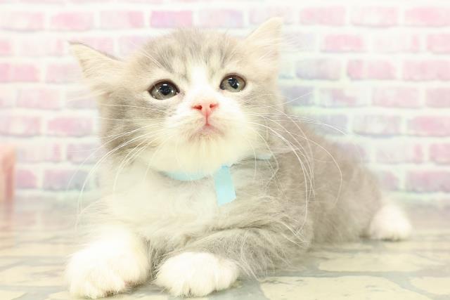 北海道のラガマフィン (Coo&RIKU北見店/2025年10月20日生まれ/男の子/ブルータビーホワイト)の子猫の2枚目の画像