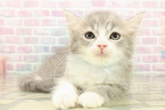 北海道のラガマフィン (Coo&RIKU北見店/2025年10月20日生まれ/男の子/ブルータビーホワイト)の子猫の3枚目の画像