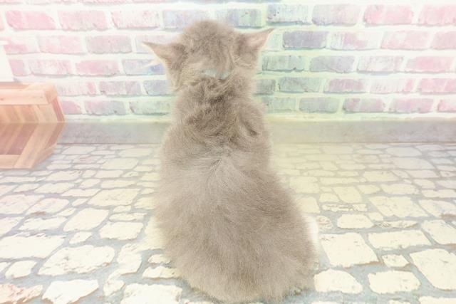 北海道のラガマフィン (Coo&RIKU北見店/2025年10月20日生まれ/男の子/ブルータビーホワイト)の子猫の4枚目の画像