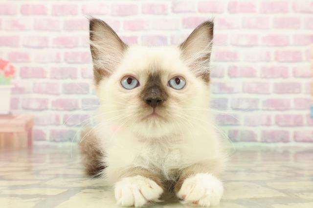 山形県のラグドール (Coo&RIKUイオンタウン酒田店/2025年10月17日生まれ/女の子/シールポイントミテッド)の子猫の1枚目の画像