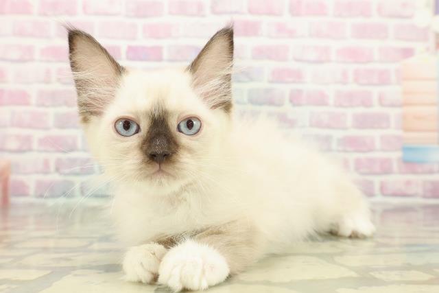 山形県のラグドール (Coo&RIKUイオンタウン酒田店/2025年10月17日生まれ/女の子/シールポイントミテッド)の子猫の2枚目の画像