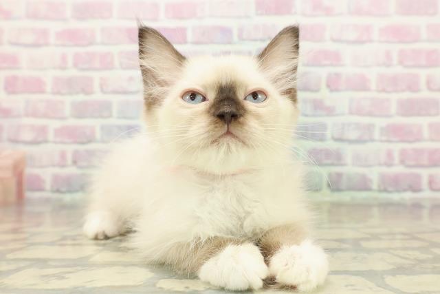 山形県のラグドール (Coo&RIKUイオンタウン酒田店/2025年10月17日生まれ/女の子/シールポイントミテッド)の子猫の3枚目の画像