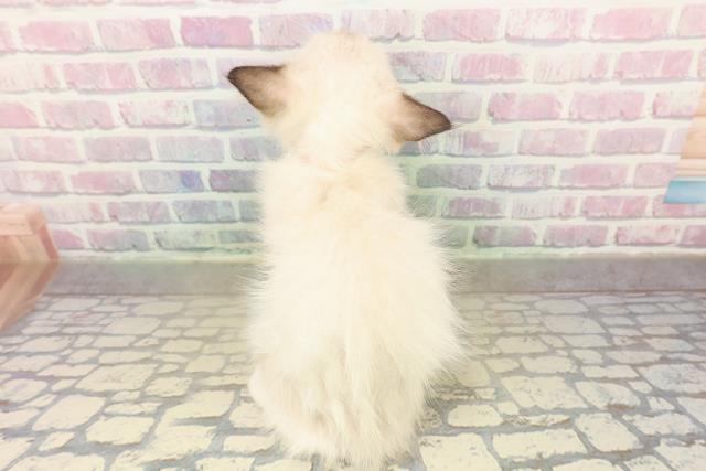 山形県のラグドール (Coo&RIKUイオンタウン酒田店/2025年10月17日生まれ/女の子/シールポイントミテッド)の子猫の4枚目の画像