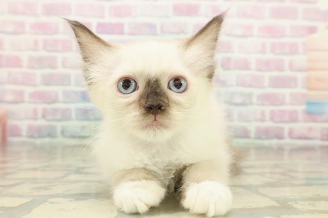 青森県のラグドール (Coo&RIKU八戸店/2025年10月17日生まれ/女の子/シールポイントミテッド)の子猫の1枚目の画像