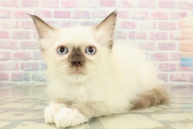 青森県のラグドール (Coo&RIKU八戸店/2025年10月17日生まれ/女の子/シールポイントミテッド)の子猫の2枚目の画像