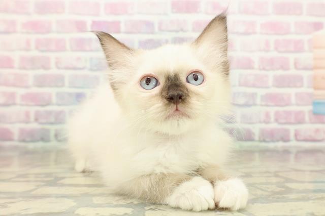 青森県のラグドール (Coo&RIKU八戸店/2025年10月17日生まれ/女の子/シールポイントミテッド)の子猫の3枚目の画像