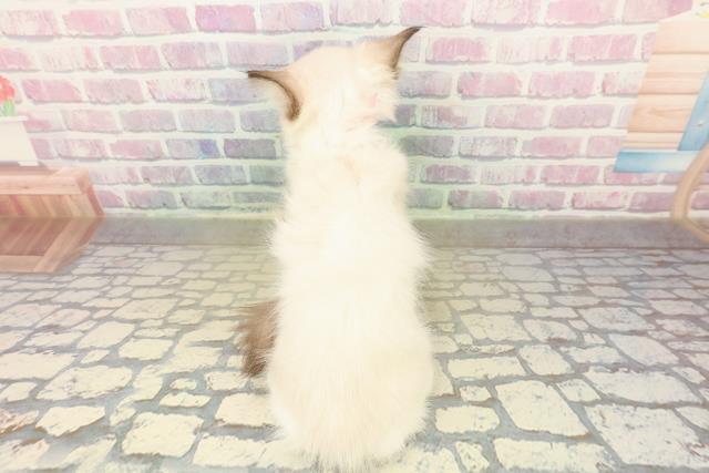 青森県のラグドール (Coo&RIKU八戸店/2025年10月17日生まれ/女の子/シールポイントミテッド)の子猫の4枚目の画像