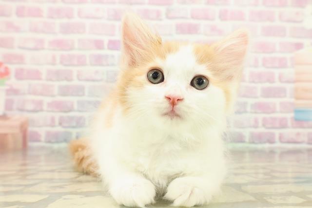 東京都のラガマフィン (Coo&RIKU武蔵小山店/2025年11月3日生まれ/男の子/レッドタビーホワイト)の子猫の1枚目の画像