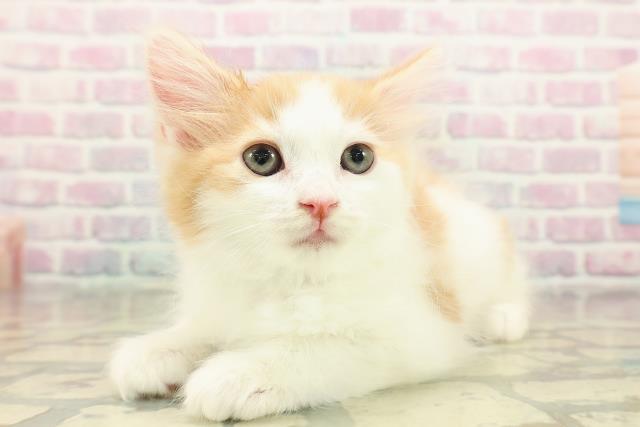 東京都のラガマフィン (Coo&RIKU武蔵小山店/2025年11月3日生まれ/男の子/レッドタビーホワイト)の子猫の2枚目の画像