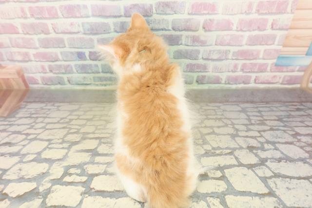 東京都のラガマフィン (Coo&RIKU武蔵小山店/2025年11月3日生まれ/男の子/レッドタビーホワイト)の子猫の4枚目の画像