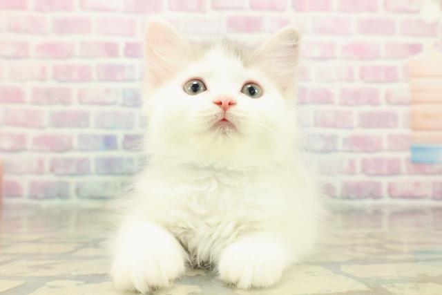 東京都のラガマフィン (Coo&RIKU中野サンモール店/2025年11月3日生まれ/男の子/ブルータビーホワイト)の子猫