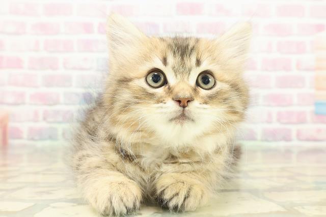 東京都のラガマフィン (Coo&RIKU大久保店/2025年11月3日生まれ/男の子/ブラウンタビー)の子猫の1枚目の画像