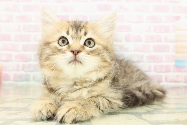 東京都のラガマフィン (Coo&RIKU大久保店/2025年11月3日生まれ/男の子/ブラウンタビー)の子猫の2枚目の画像