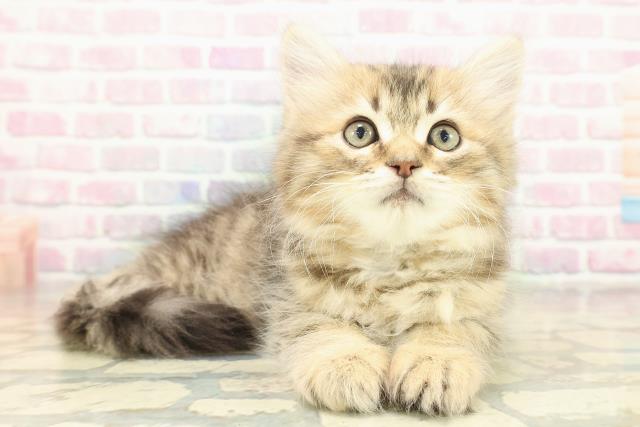 東京都のラガマフィン (Coo&RIKU大久保店/2025年11月3日生まれ/男の子/ブラウンタビー)の子猫の3枚目の画像