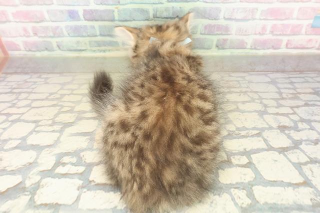 東京都のラガマフィン (Coo&RIKU大久保店/2025年11月3日生まれ/男の子/ブラウンタビー)の子猫の4枚目の画像