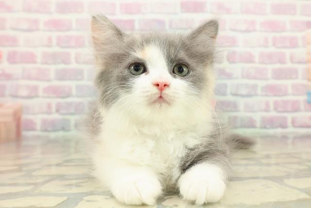 東京都のラガマフィン (Coo&RIKU赤坂店/2025年11月3日生まれ/女の子/ダイリュートキャリコ)の子猫の1枚目の画像