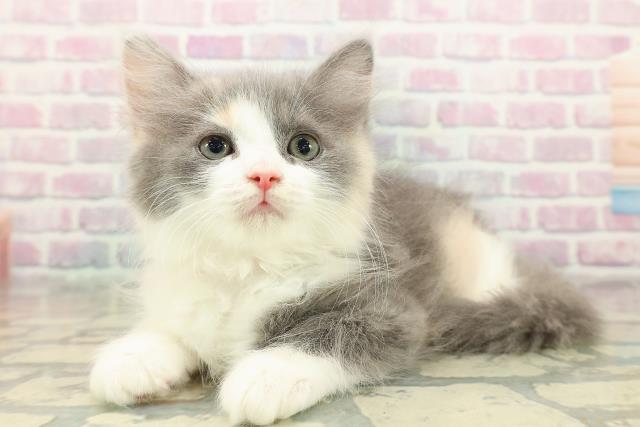 東京都のラガマフィン (Coo&RIKU赤坂店/2025年11月3日生まれ/女の子/ダイリュートキャリコ)の子猫の2枚目の画像