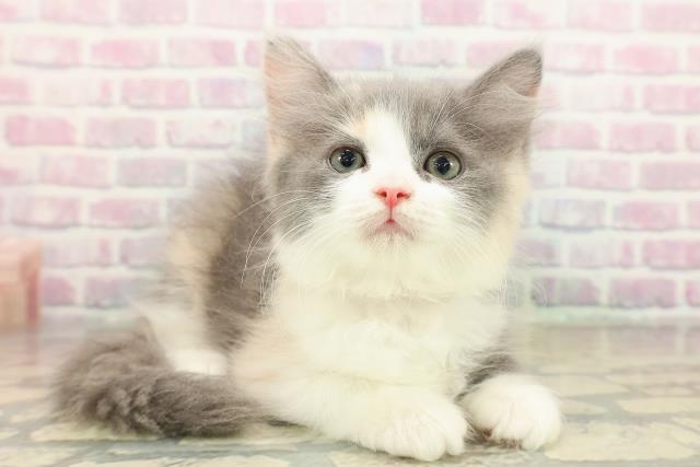 東京都のラガマフィン (Coo&RIKU赤坂店/2025年11月3日生まれ/女の子/ダイリュートキャリコ)の子猫の3枚目の画像