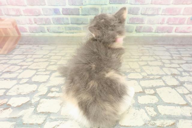 東京都のラガマフィン (Coo&RIKU赤坂店/2025年11月3日生まれ/女の子/ダイリュートキャリコ)の子猫の4枚目の画像