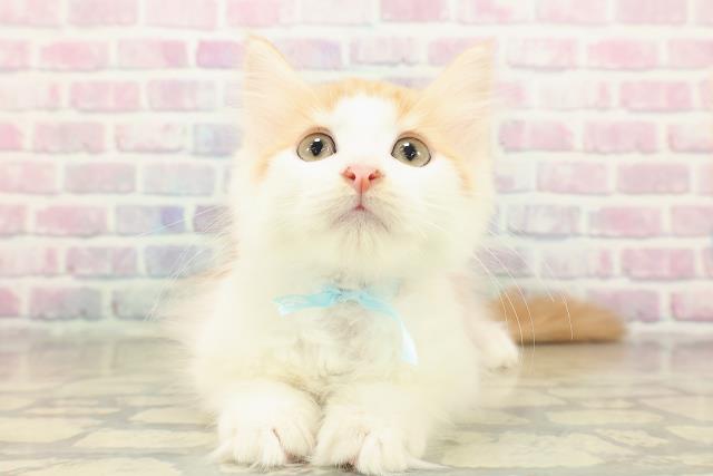 埼玉県のメインクーン (Coo&RIKUヤオコー幸手店/2025年10月21日生まれ/男の子/レッドタビーホワイト)の子猫の1枚目の画像