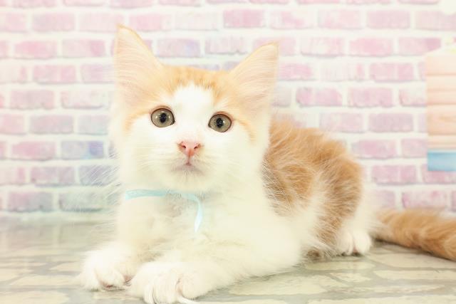 埼玉県のメインクーン (Coo&RIKUヤオコー幸手店/2025年10月21日生まれ/男の子/レッドタビーホワイト)の子猫の2枚目の画像