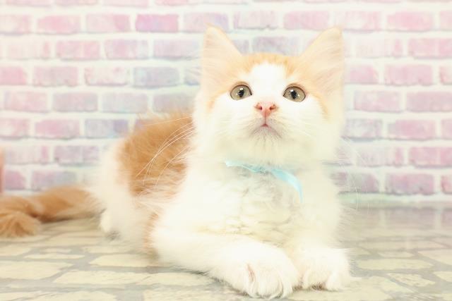 埼玉県のメインクーン (Coo&RIKUヤオコー幸手店/2025年10月21日生まれ/男の子/レッドタビーホワイト)の子猫の3枚目の画像