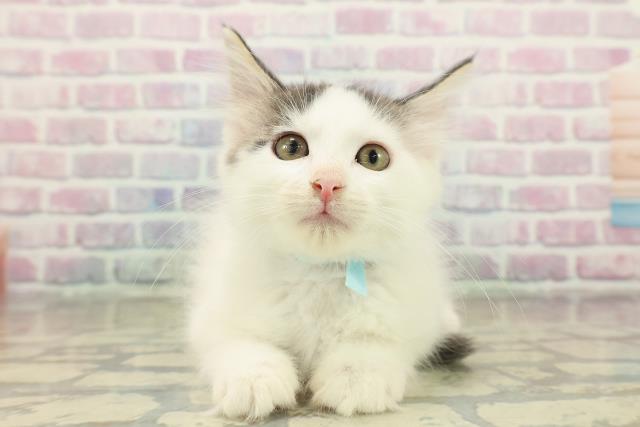 福島県のメインクーン (Coo&RIKUいわき店/2025年10月21日生まれ/男の子/ブラウンタビーホワイト)の子猫の1枚目の画像