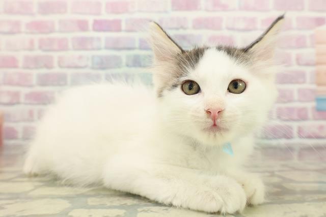 福島県のメインクーン (Coo&RIKUいわき店/2025年10月21日生まれ/男の子/ブラウンタビーホワイト)の子猫の3枚目の画像