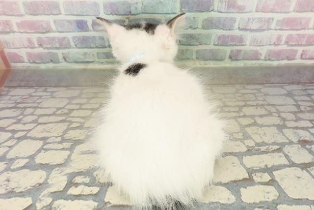 福島県のメインクーン (Coo&RIKUいわき店/2025年10月21日生まれ/男の子/ブラウンタビーホワイト)の子猫の4枚目の画像